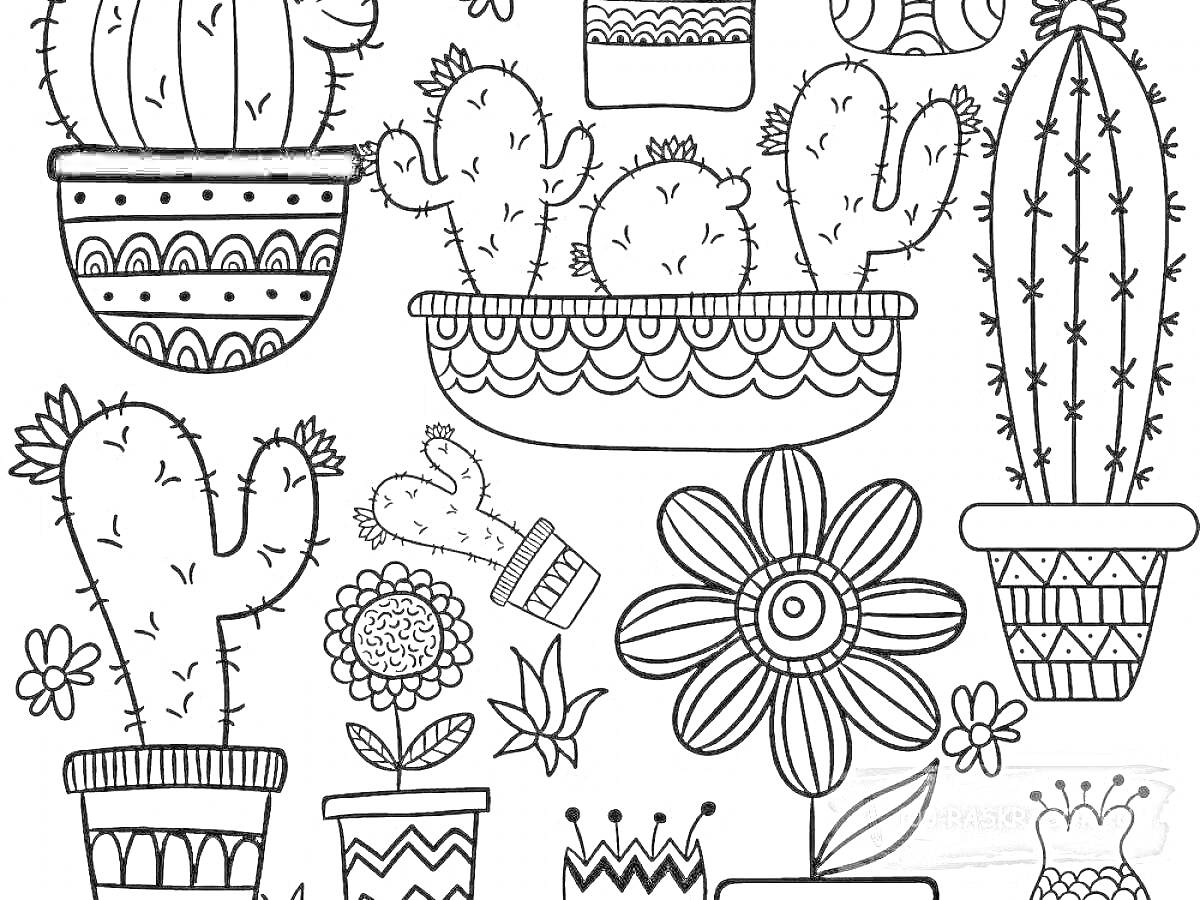 Раскраска Кактусы в горшочках, цветы, растения