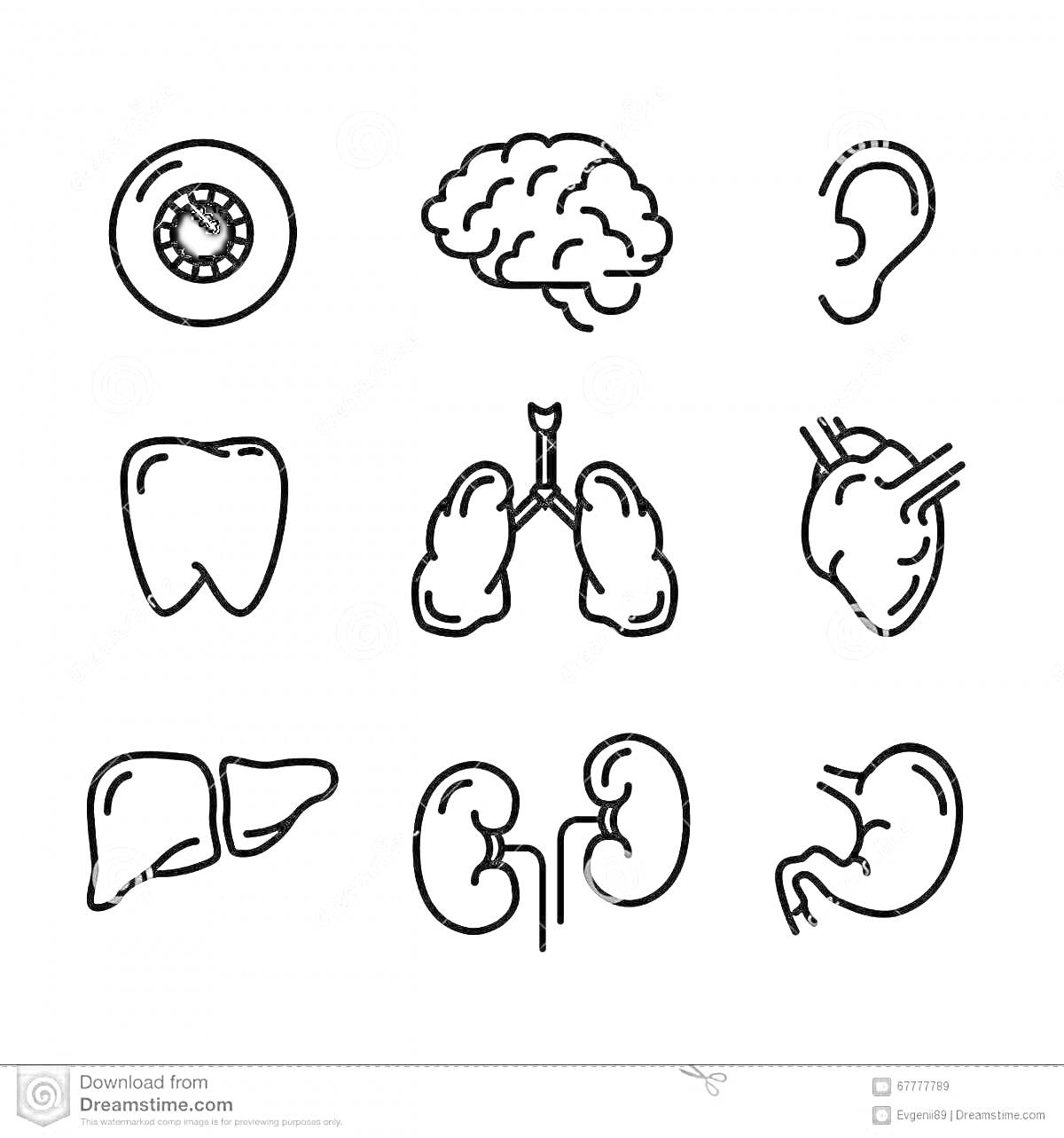 Раскраска Внутренние органы и части тела человека - глаз, мозг, ухо, зуб, легкие, сердце, печень, почки, желудок
