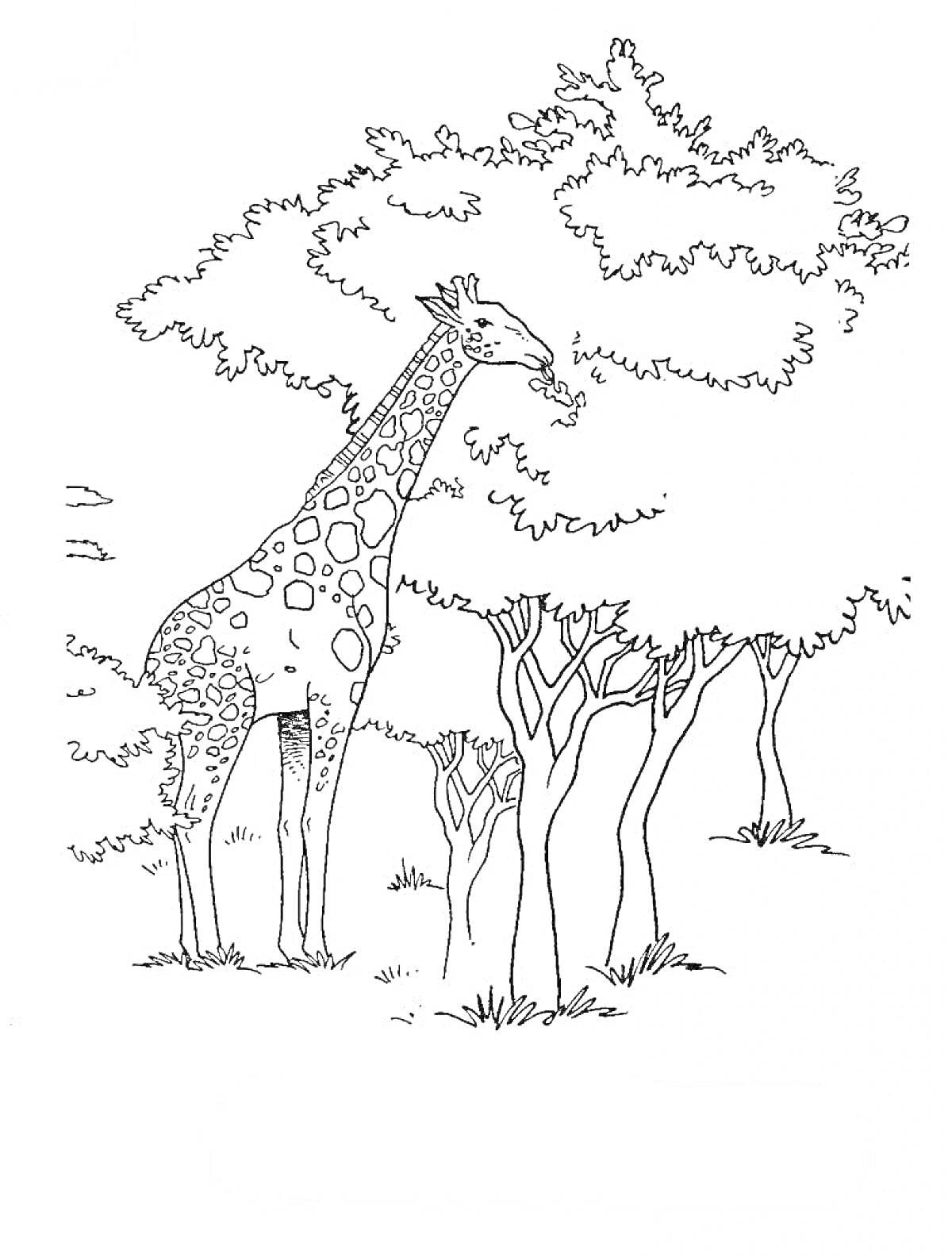 Раскраска Жираф среди деревьев в саванне