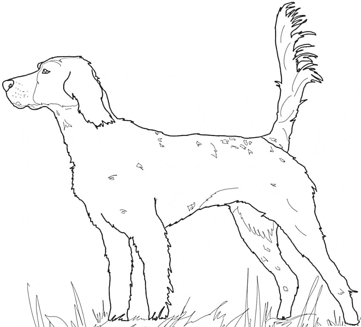 На раскраске изображено: Травяной фон, Собака