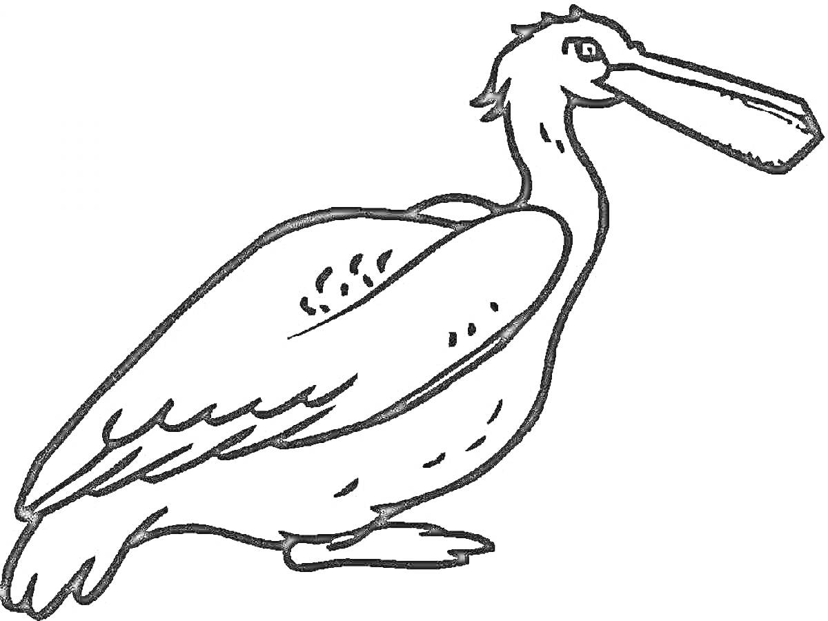 Пеликан с длинным клювом и складками на крыльях, сидящий на земле