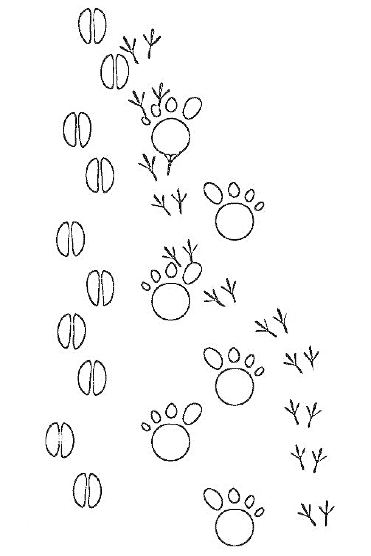 Раскраска Следы копыт животных, лап животных и птиц