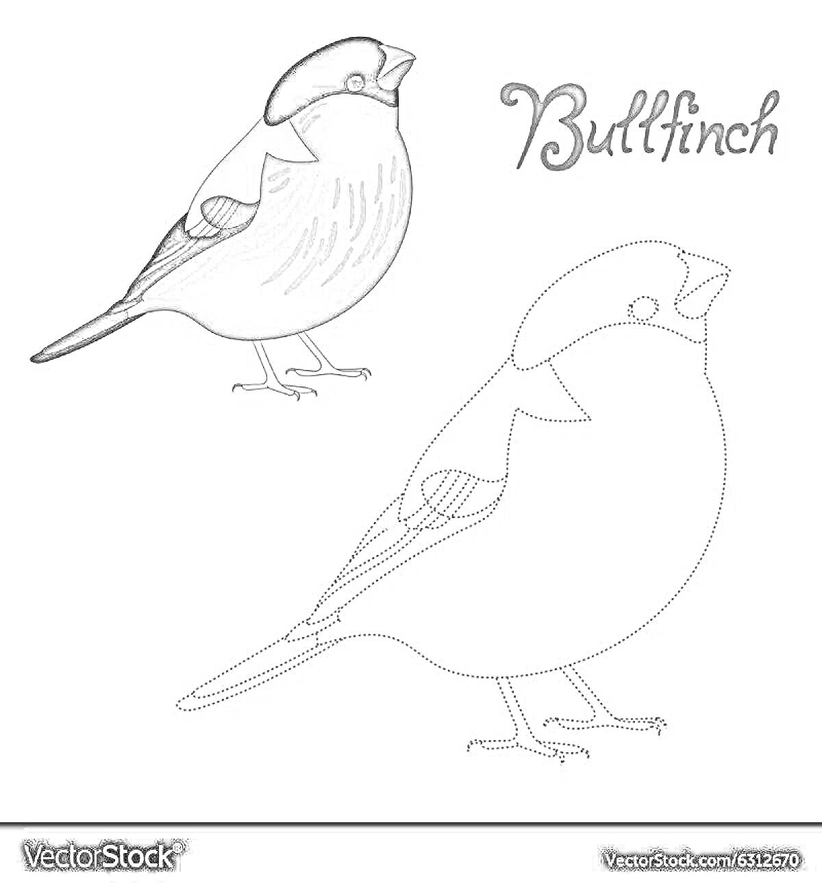Раскраска Раскраска снегирь, две птицы - раскрашенная и контурная, надпись 