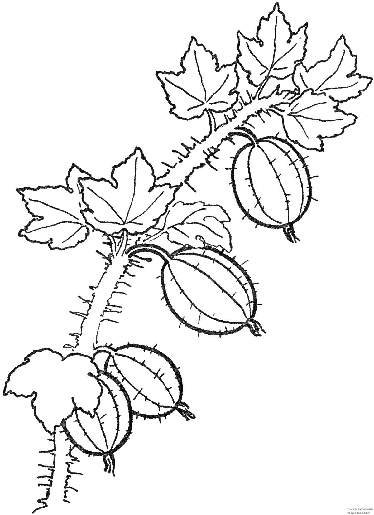 Раскраска Ветвь смородины с ягодами и листьями