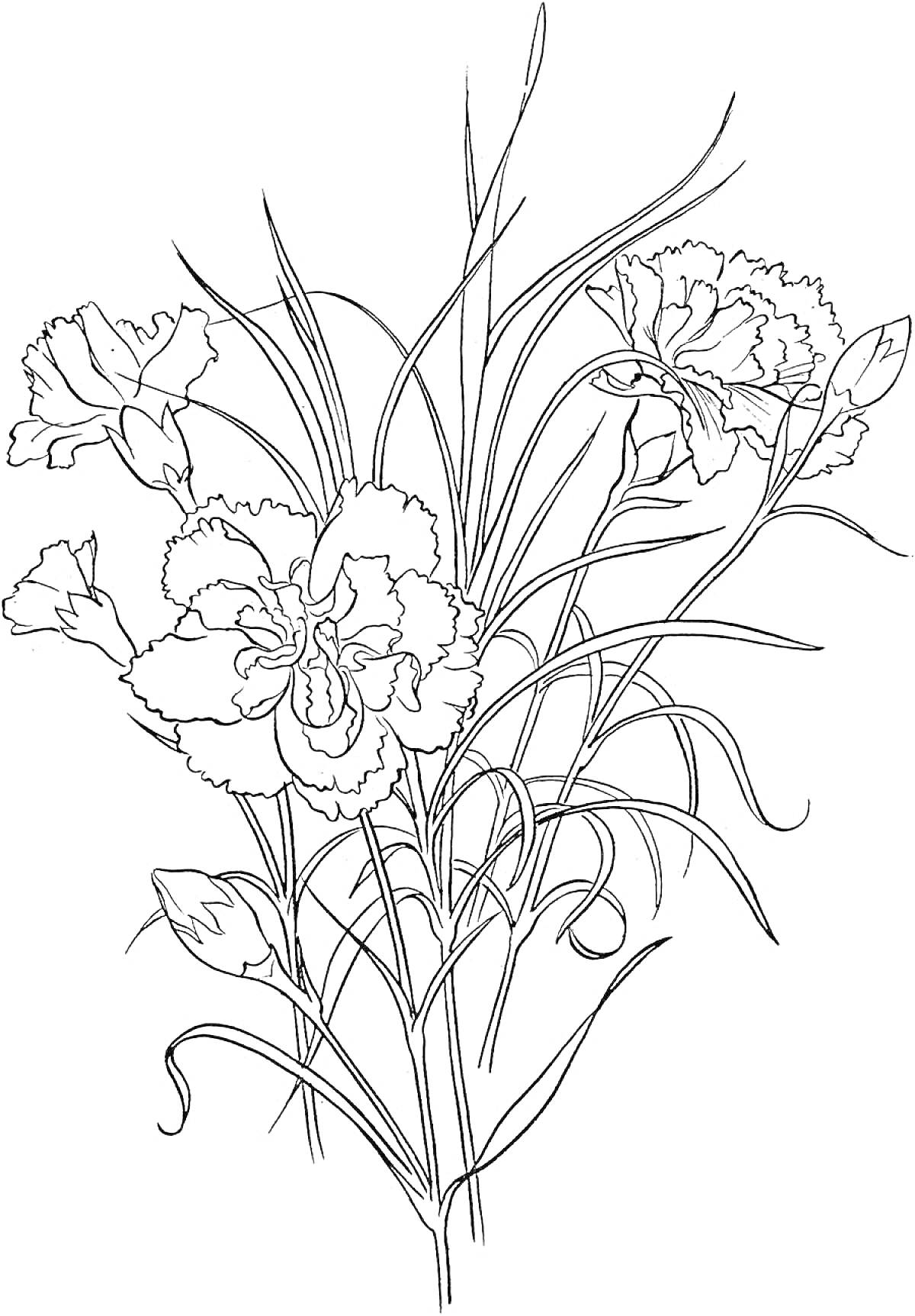 На раскраске изображено: Гвоздика, Листья, Бутон, Контурное изображение, Цветочный узор, Цветы, Растения
