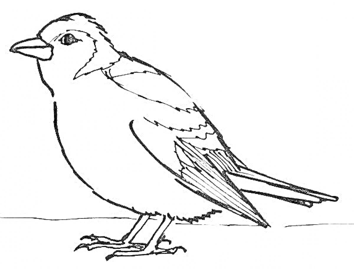 На раскраске изображено: Зяблик, Птица, Природа, Для детей, Контурные рисунки