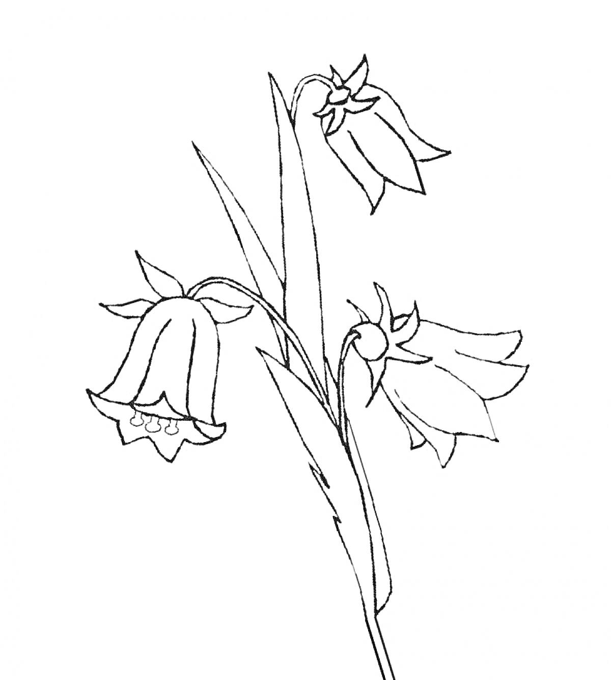 На раскраске изображено: Колокольчик, Три цветка, Стебель, Листья, Цветы, Контурные рисунки