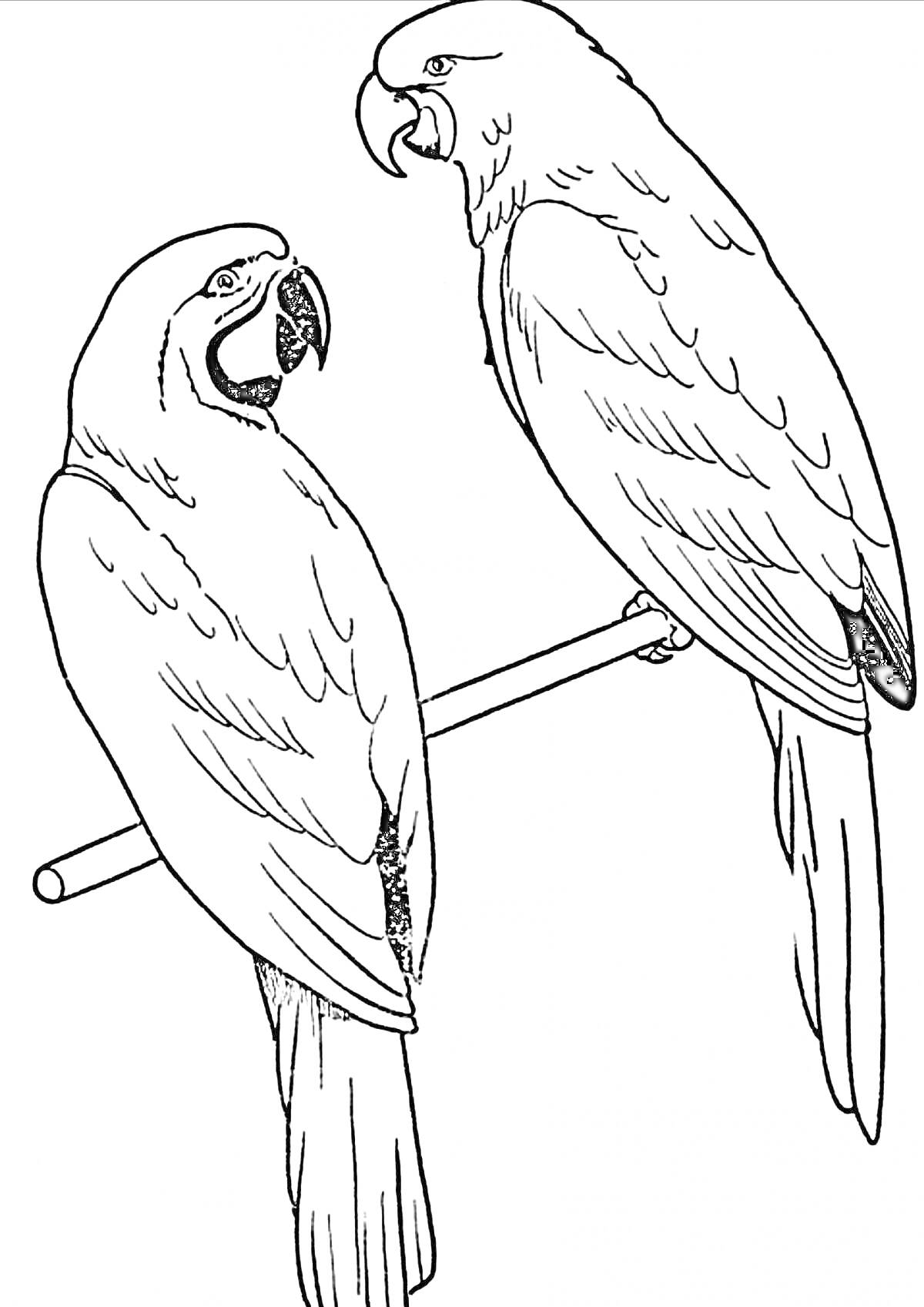 Раскраска Два попугая, сидящие на жердочке