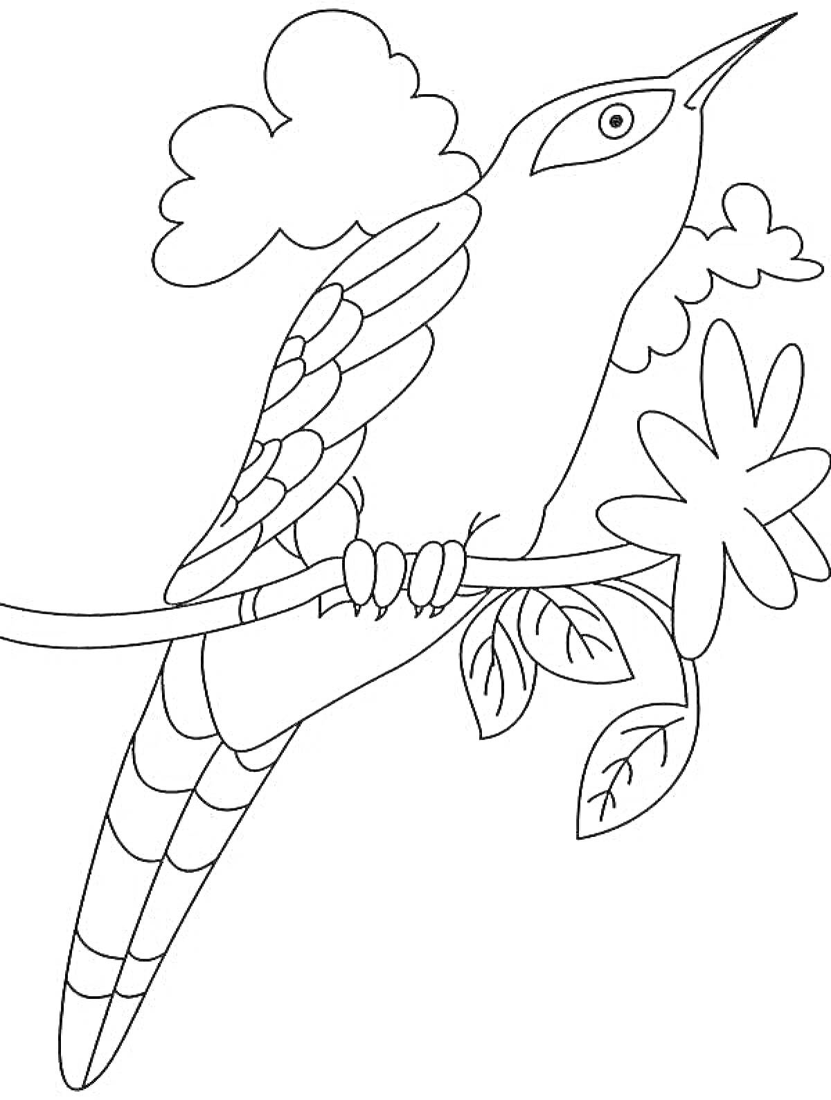 На раскраске изображено: Кукушка, Птица, Ветка, Листья, Облака