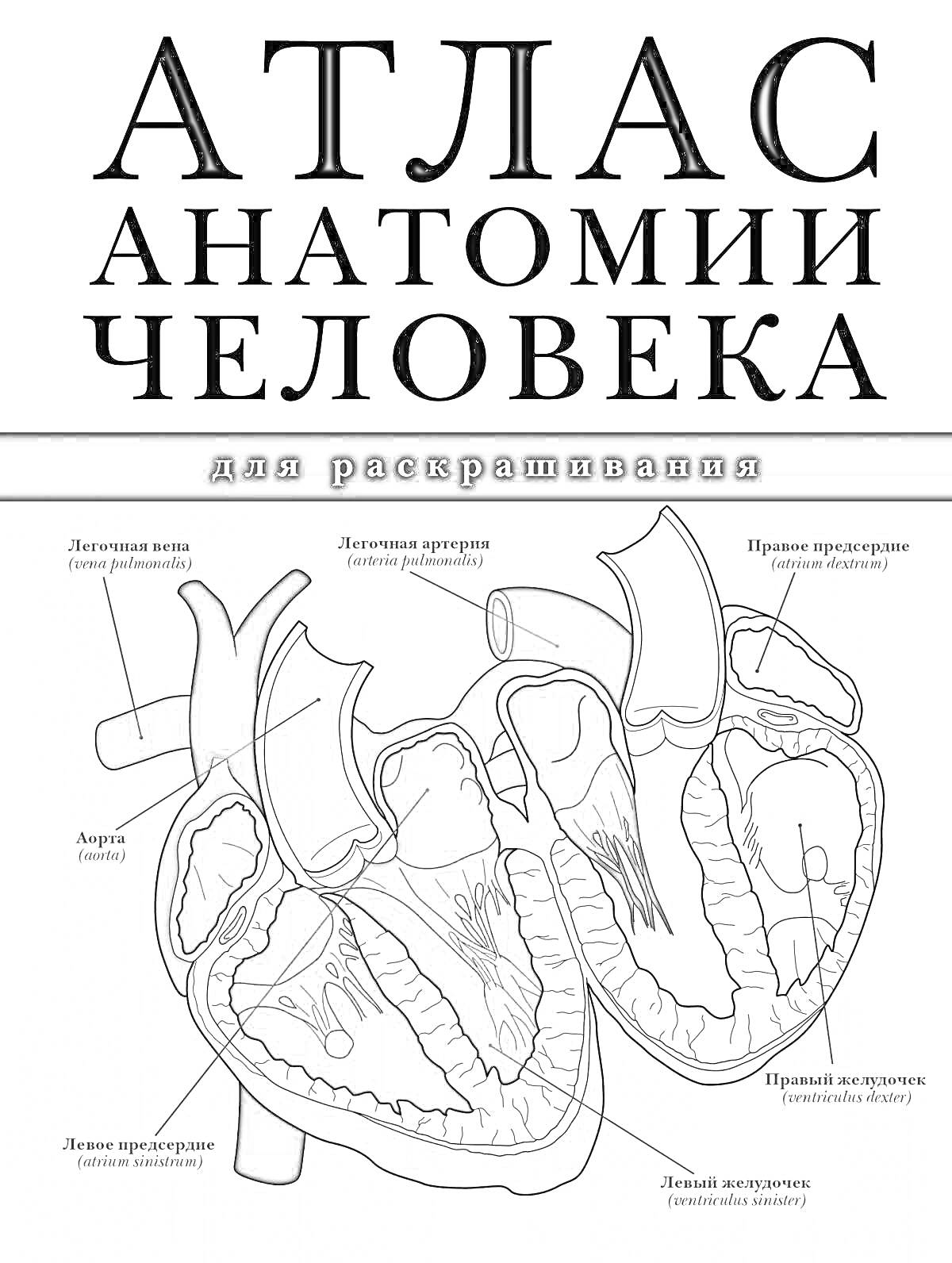 Раскраска Анатомическое изображение сердца человека с указанием левого предсердия, левого желудочка, правого предсердия, правого желудочка, аорты, легочной артерии и венозных клапанов