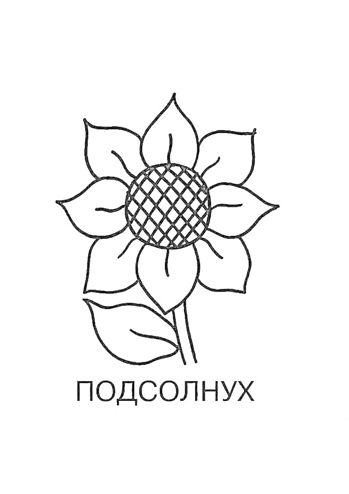 Раскраска Подсолнух с листьями и надписью 