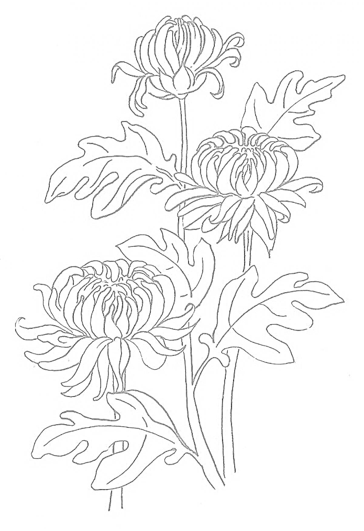 На раскраске изображено: Хризантема, Три цветка, Листья, Ботаника, Стебель, Цветы, Растения, Контурные рисунки