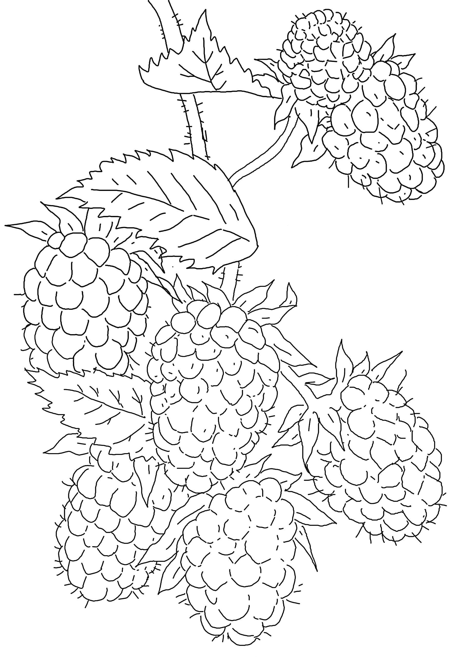 Раскраска Ветвь ежевики с ягодами и листьями