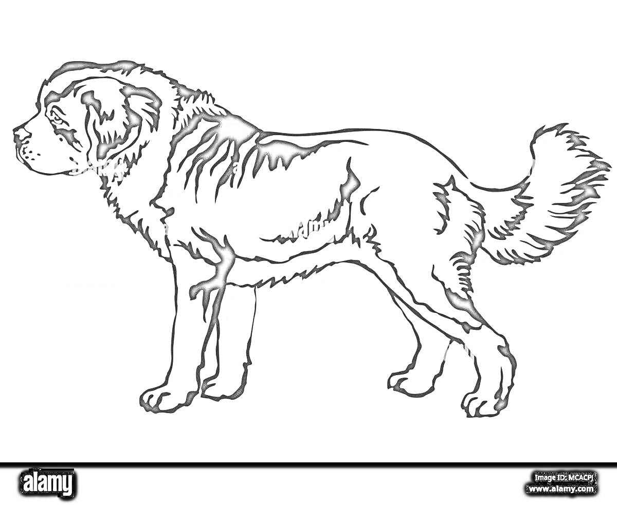 Сенбернар, стоящий на четырех лапах, вид сбоку