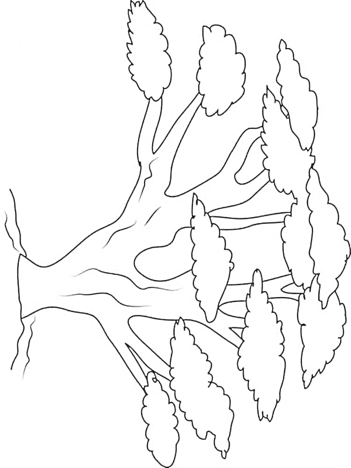 На раскраске изображено: Баобаб, Листья, Природа, Ботаника