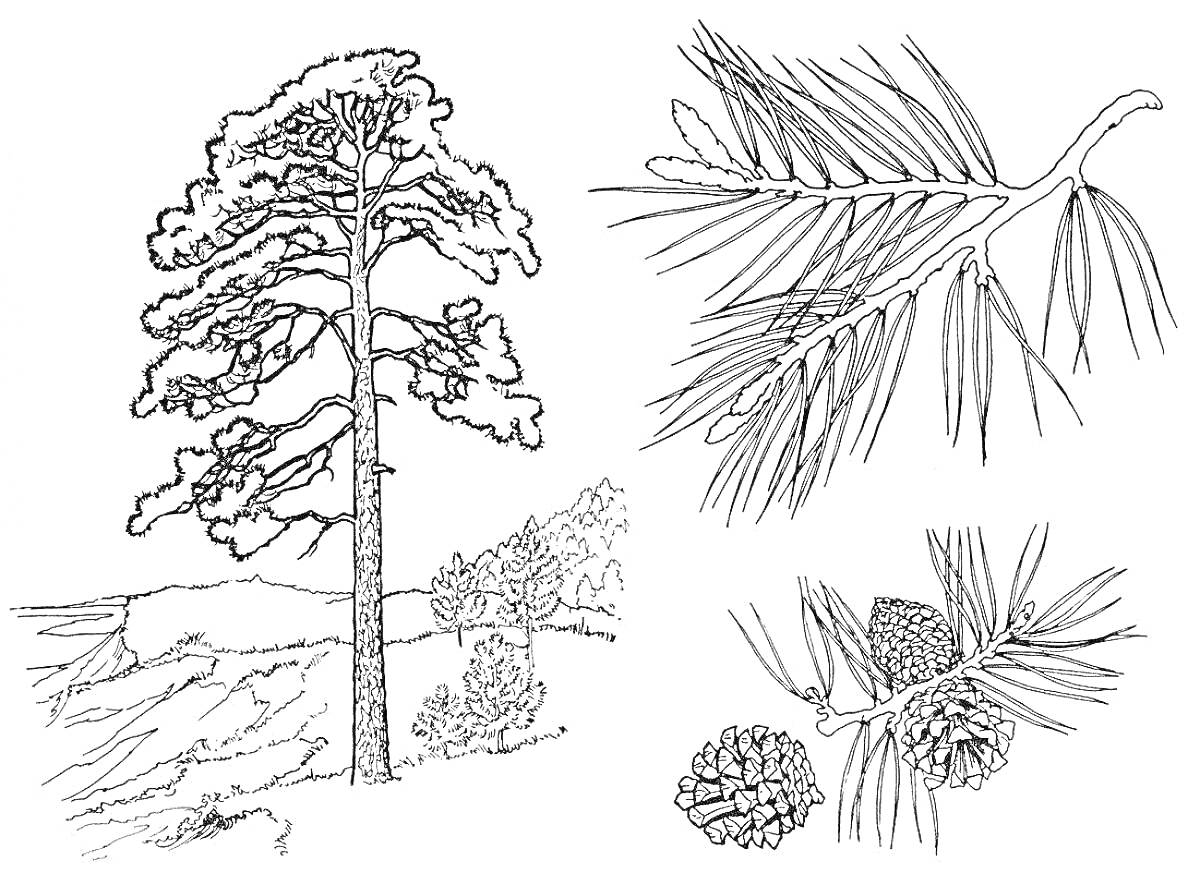 На раскраске изображено: Сосна, Шишки, Природа, Листья