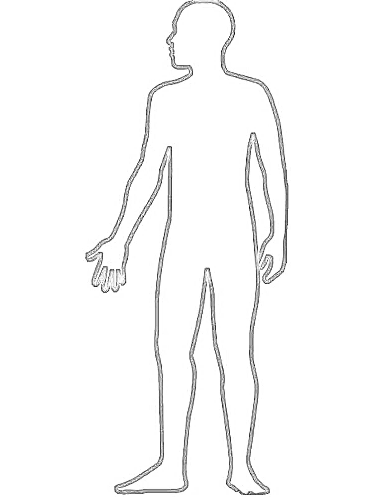 На раскраске изображено: Человек, Анатомия, Контурные рисунки, Силуэты, Тело человека