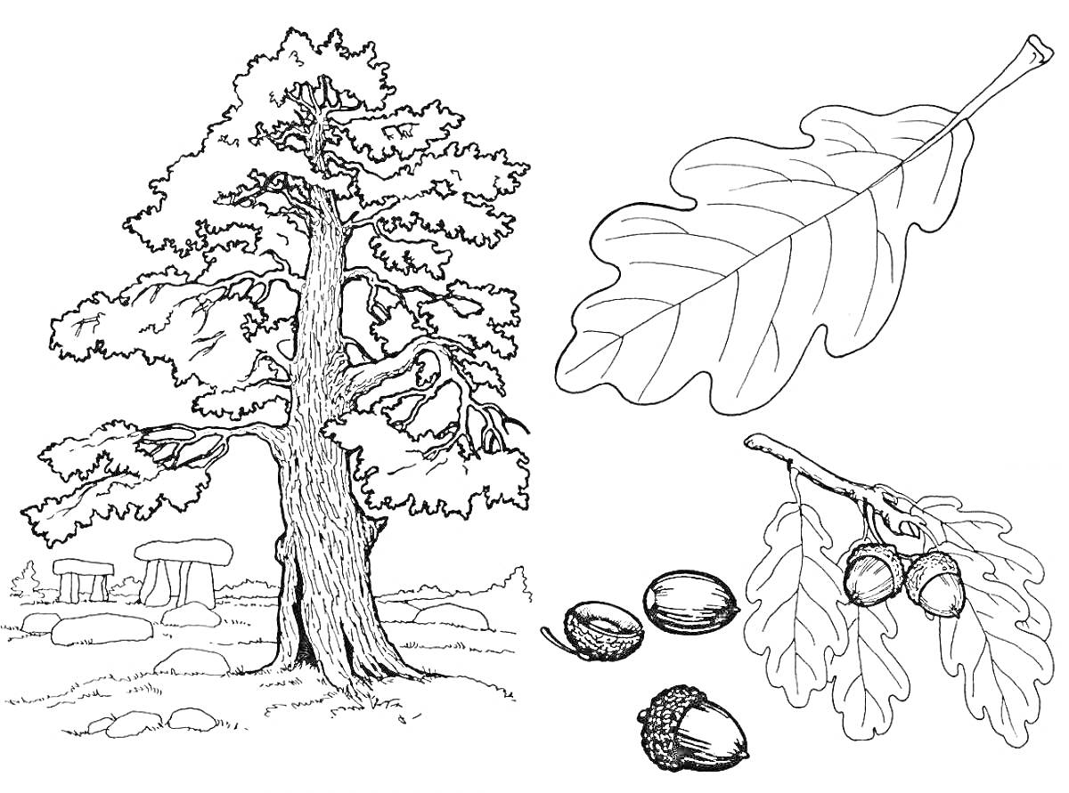 Раскраска Дубовое дерево с желудями, дубовые листья и каменные руины на фоне