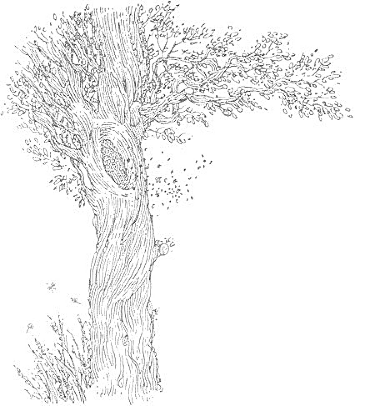На раскраске изображено: Дупло, Листья, Трава, Лес, Природа, Деревья, Ветка