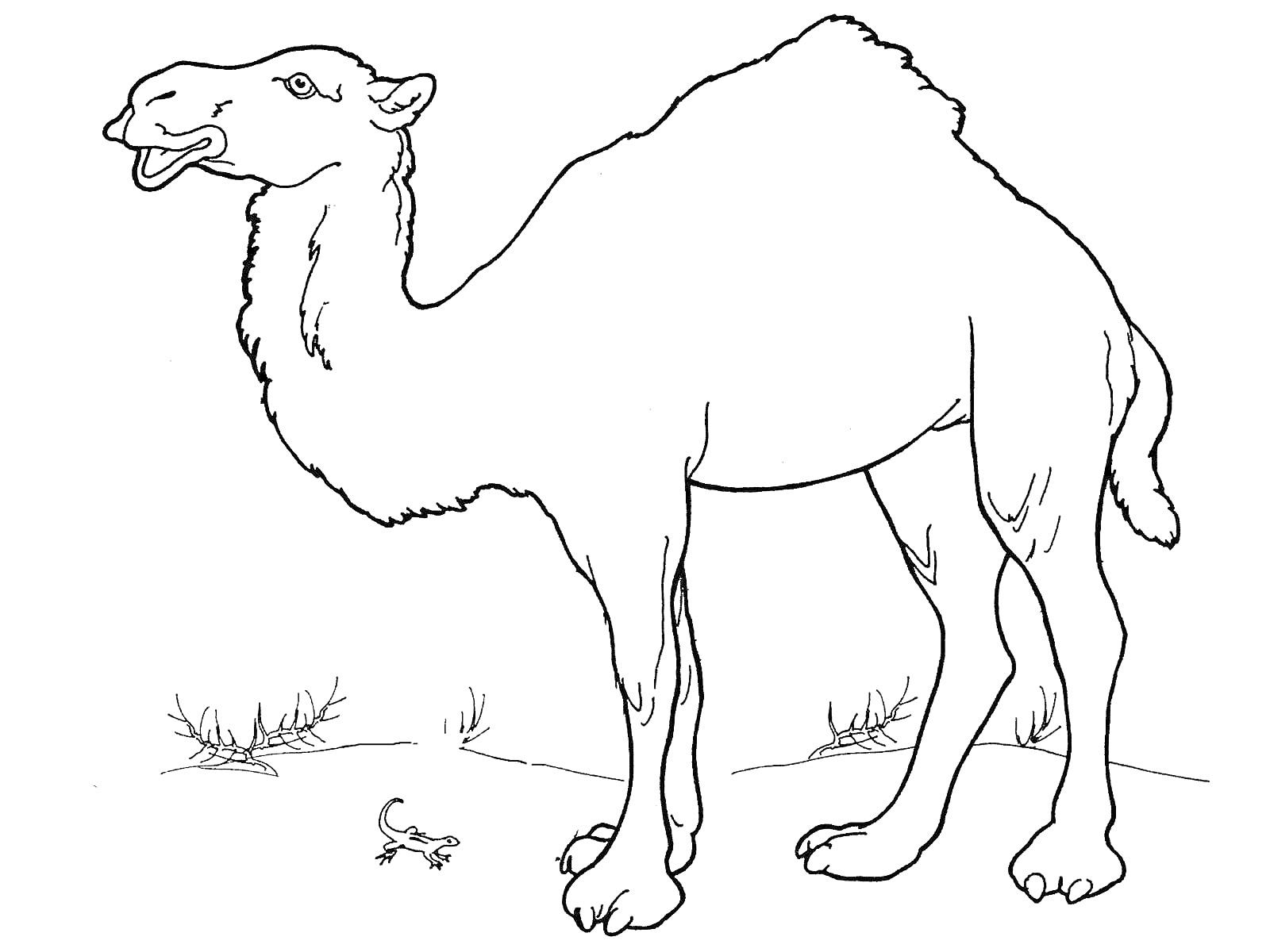 Раскраска Верблюд и ящерица на сухой местности