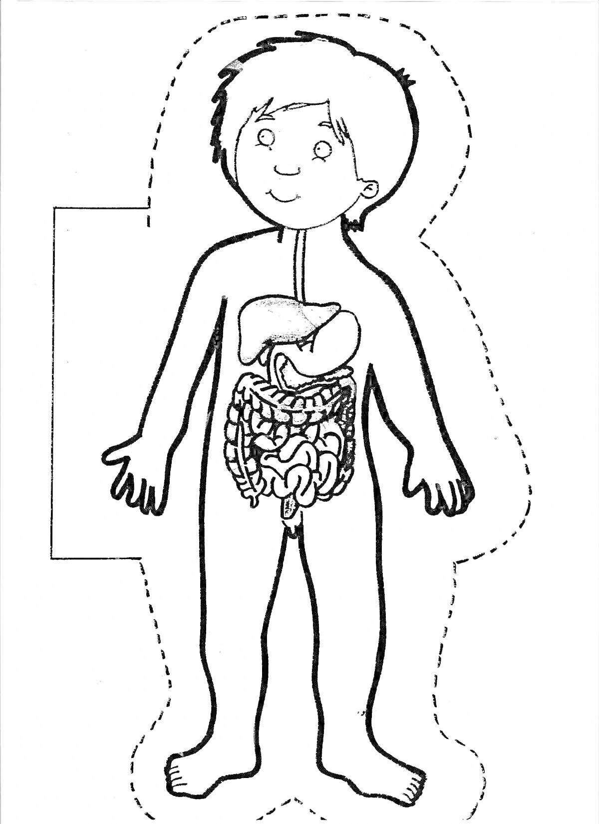 Раскраска Раскраска «Строение человека для детей» с изображением внутренних органов (печень, желудок, кишечник)