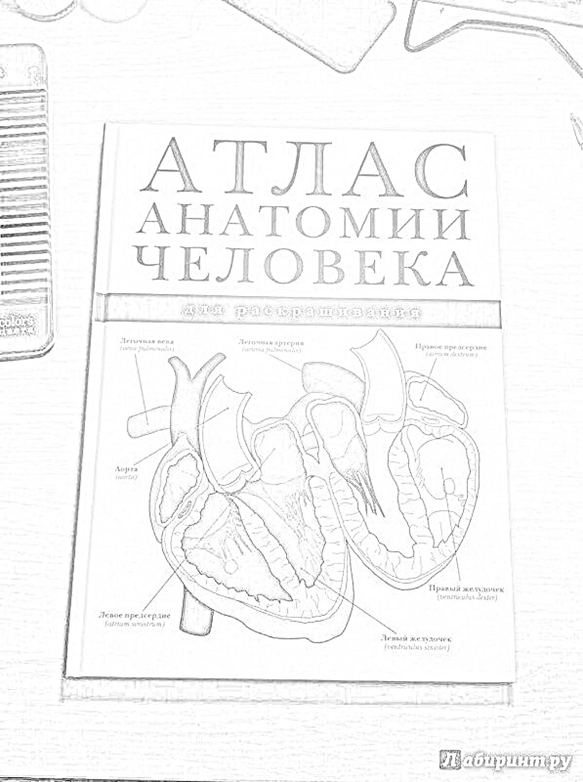 На раскраске изображено: Атлас, Анатомия, Человек, Сосуды, Учебное пособие, Медицина, Сердца