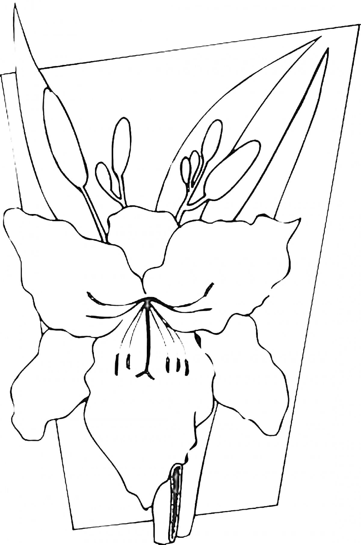Раскраска Гладиолус с листьями и бутонами в рамке