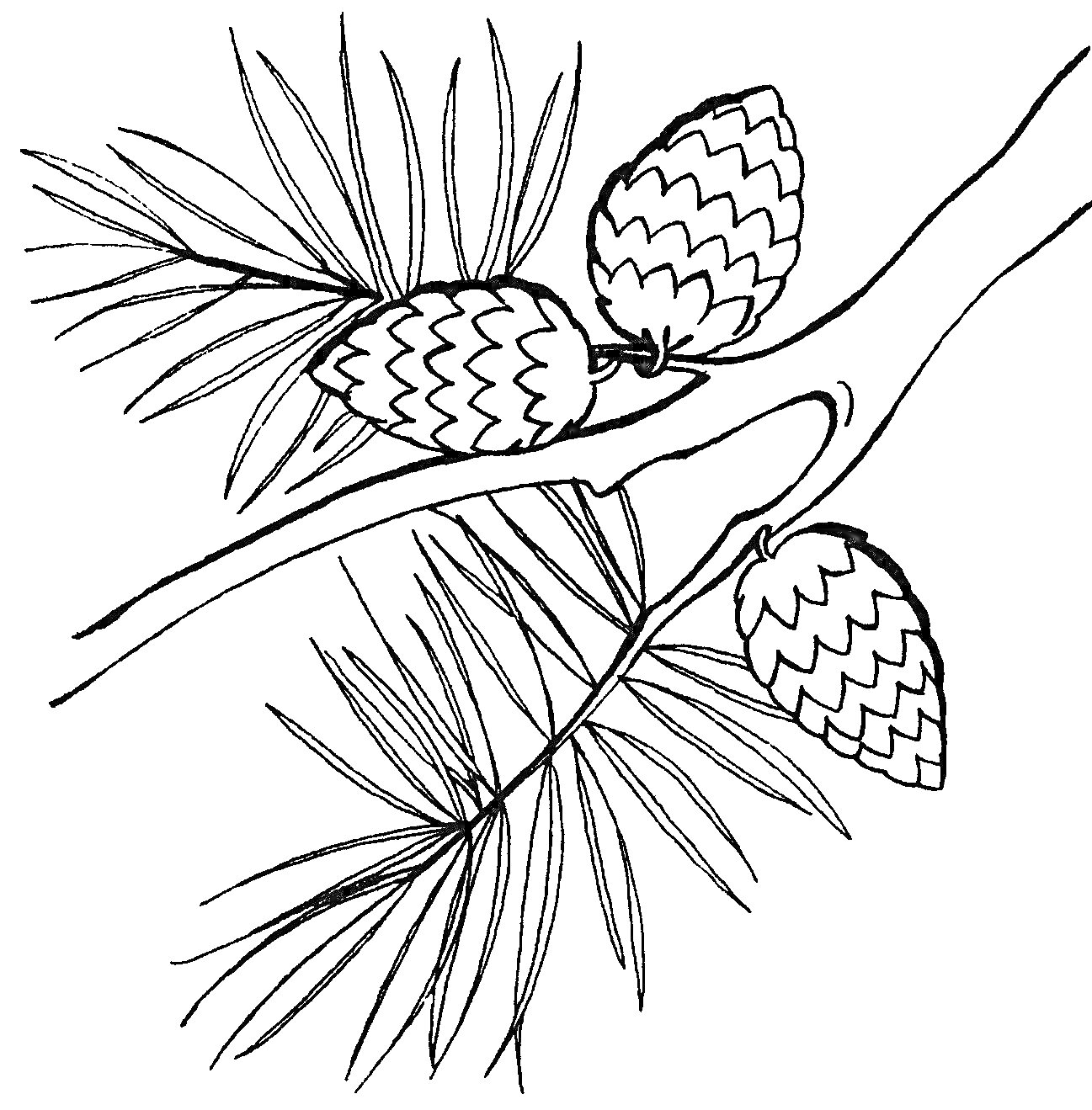 Раскраска Ветка сосны с шишками и хвоей