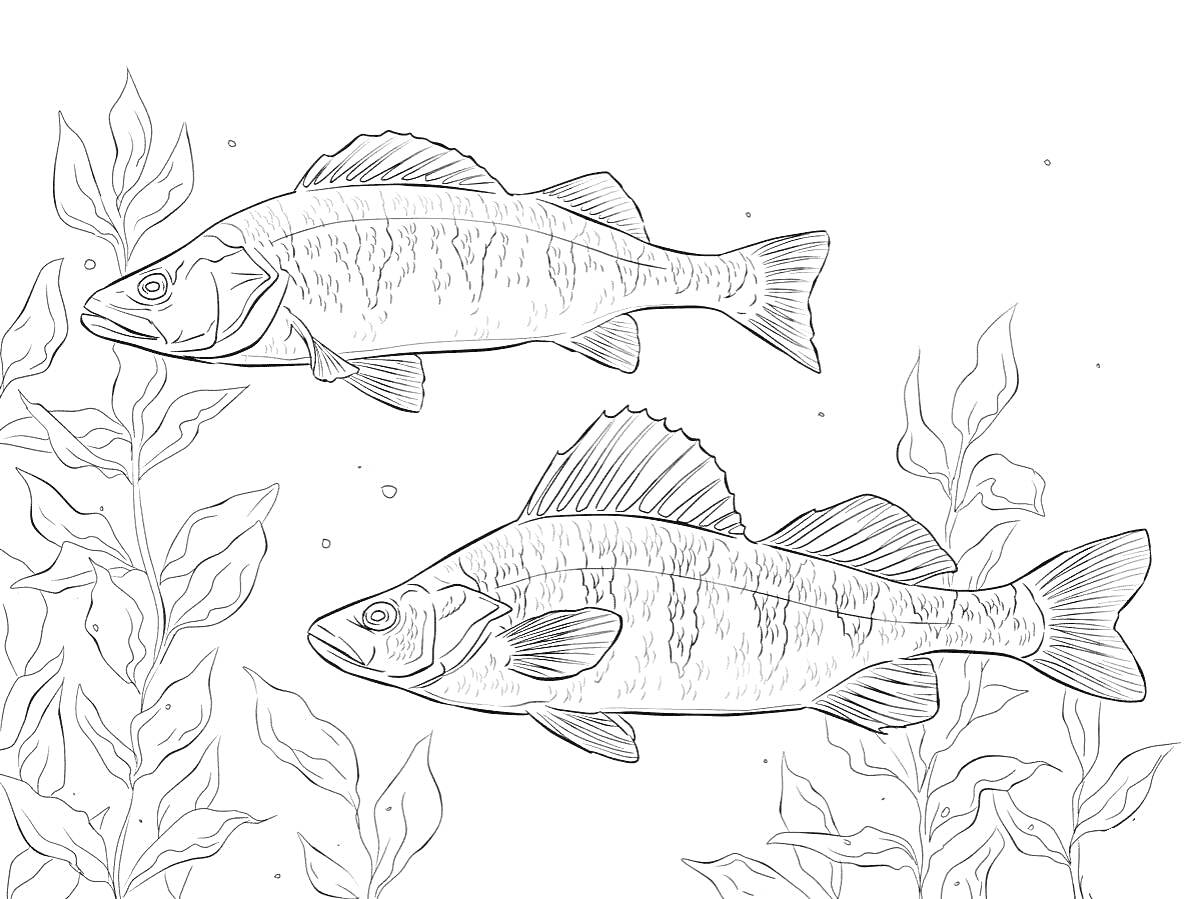 На раскраске изображено: Окунь, Водоросли, Подводный мир, Рыба, Контурные рисунки
