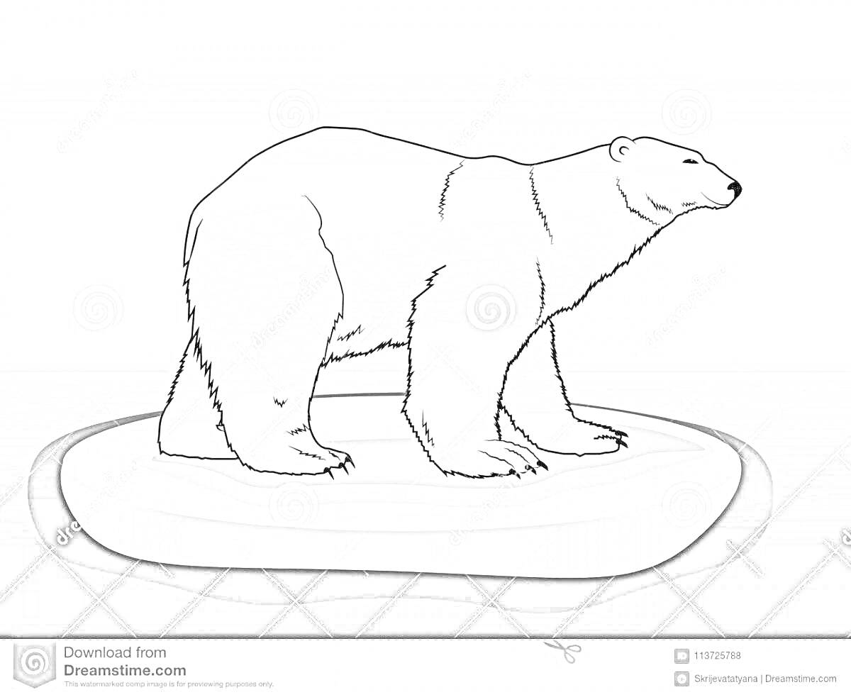 На раскраске изображено: Белый медведь, Льдина, Арктика, Животные, Медведь, Лед, Учеба