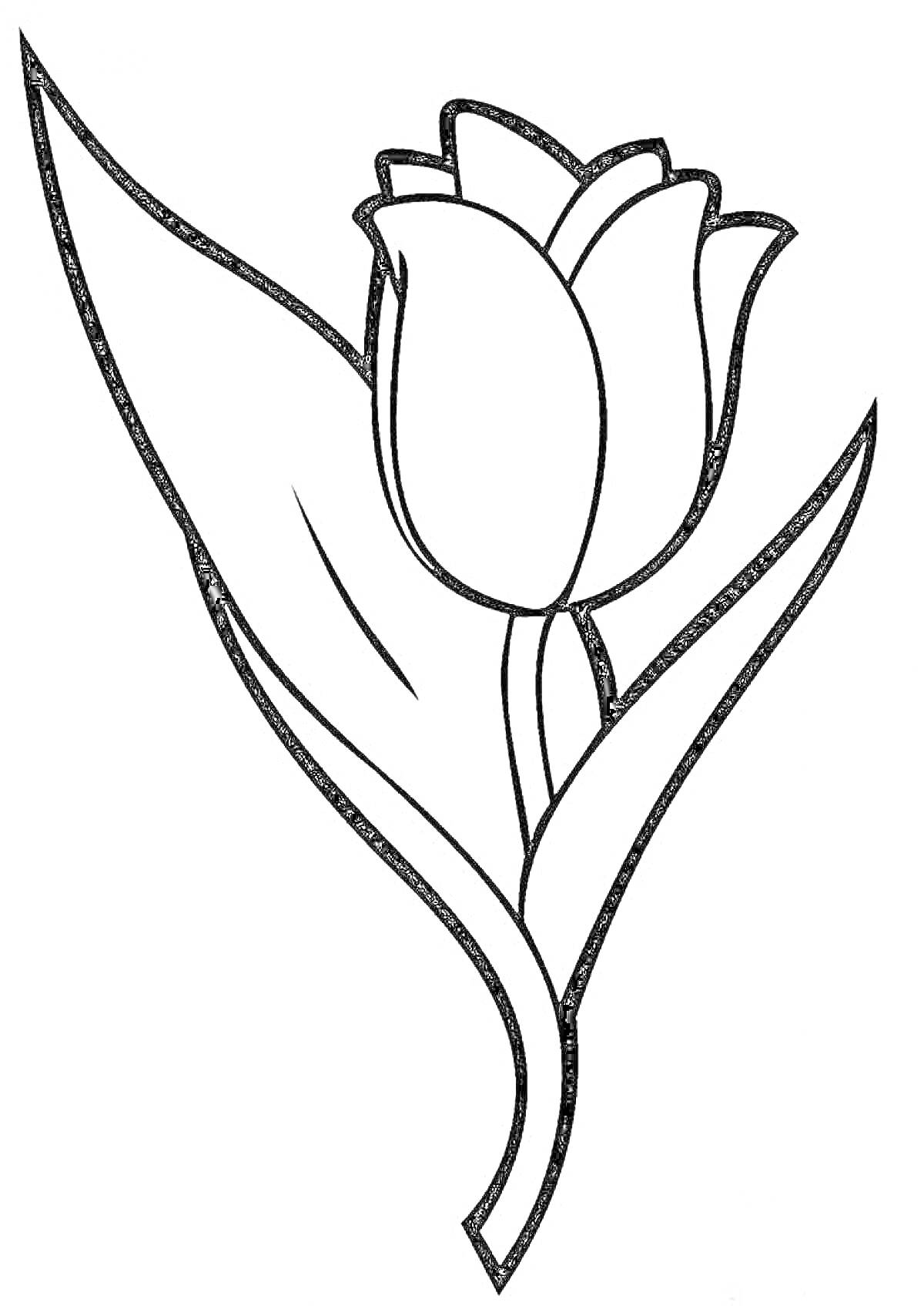 На раскраске изображено: Ботаника, Листья, Цветы, Контурные рисунки, Тюльпаны