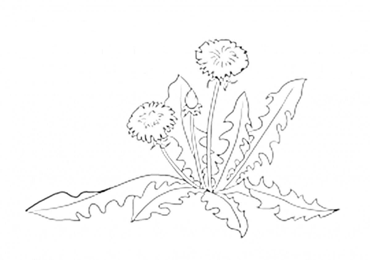 На раскраске изображено: Одуванчик, Цветы, Листья, Природа, Ботаника, Растения, Контурные рисунки