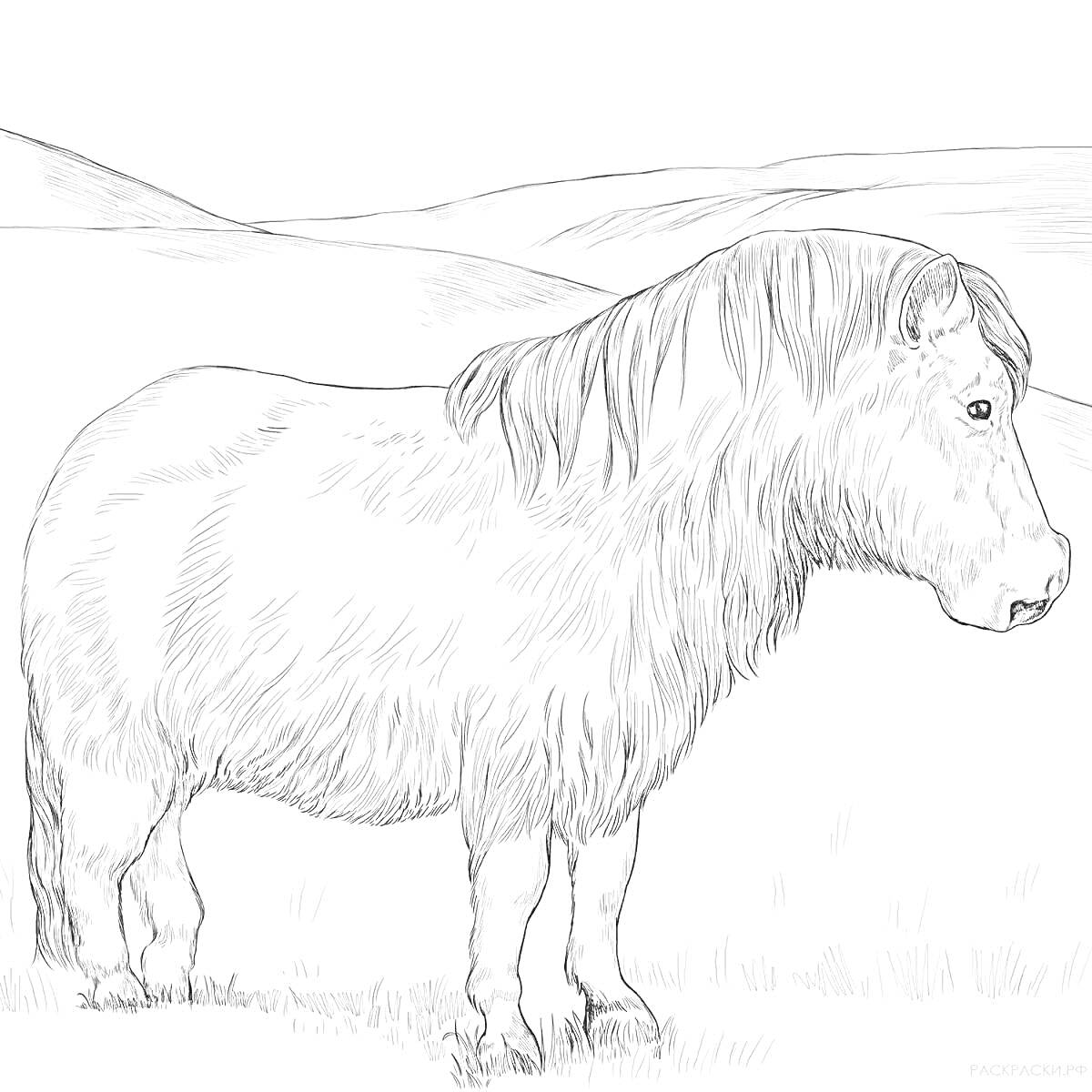 Раскраска Пони на фоне холмов