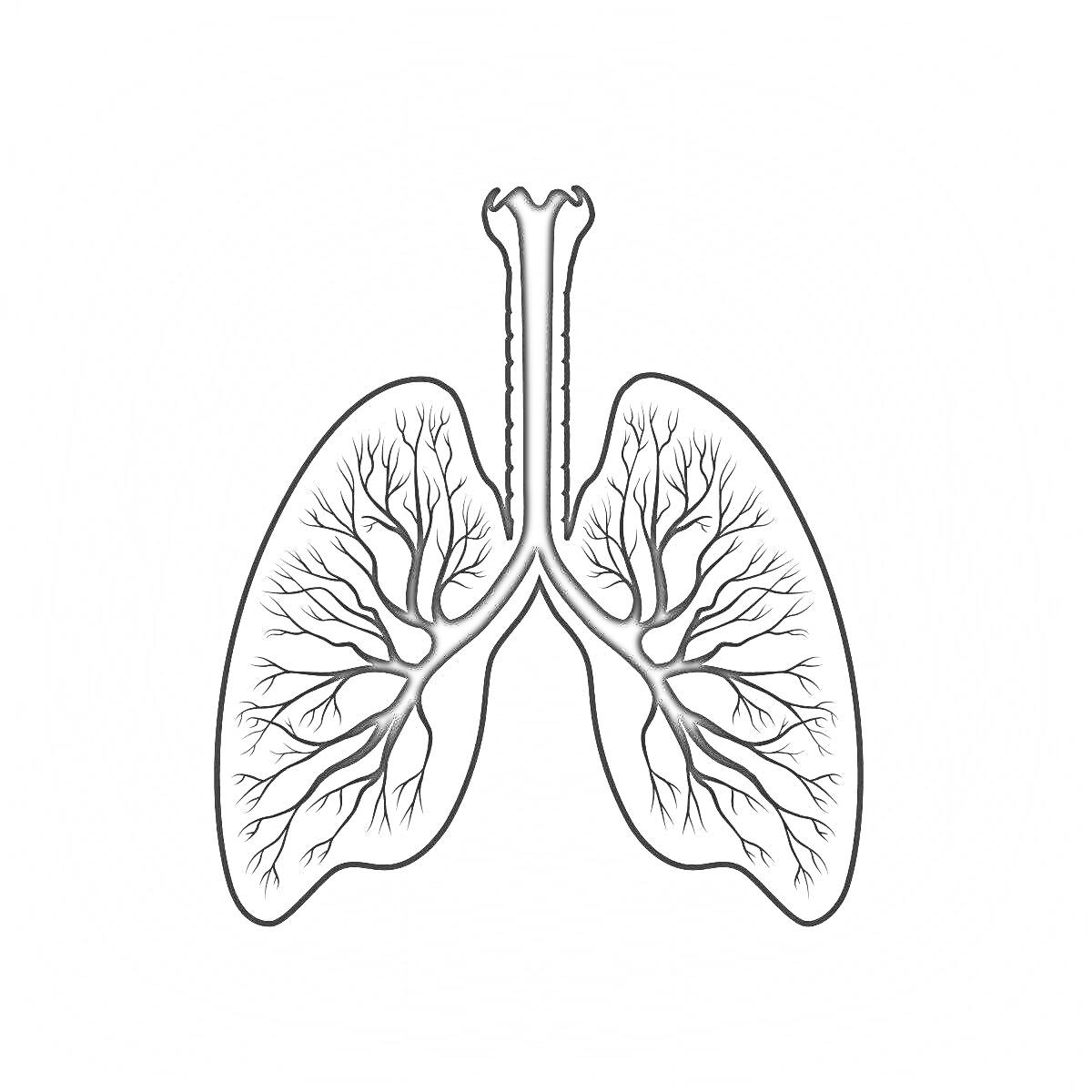 Раскраска Легкие с бронхиальным деревом