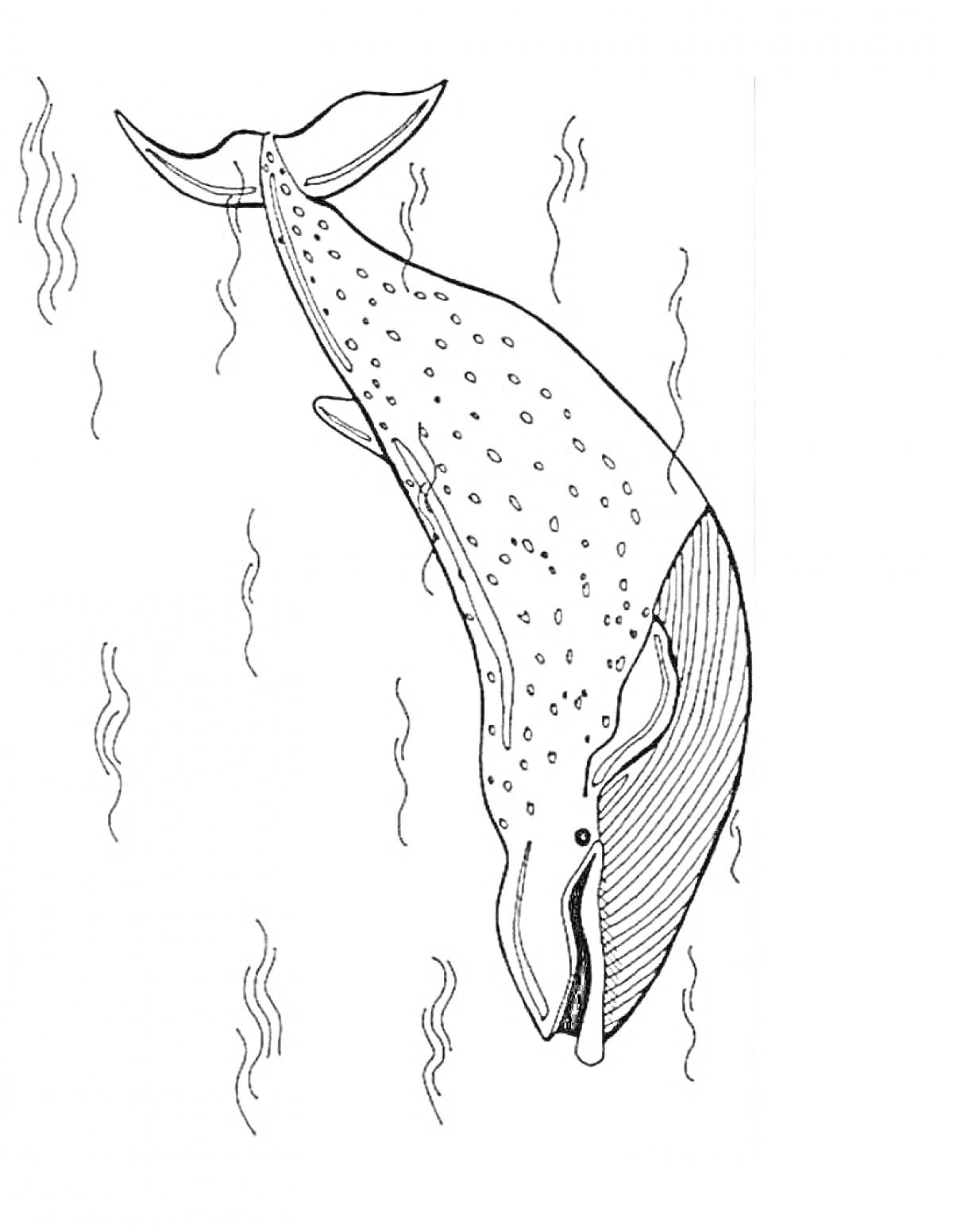 Раскраска Китовая акула, погружающаяся в воду, с пятнами на теле и волнами вокруг