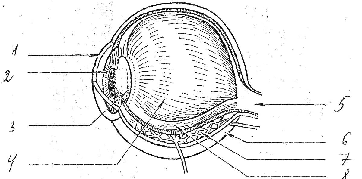 Раскраска Строение глаза: 1 - роговица, 2 - радужка, 3 - хрусталик, 4 - сетчатка, 5 - стекловидное тело, 6 - зрительный нерв, 7 - склера