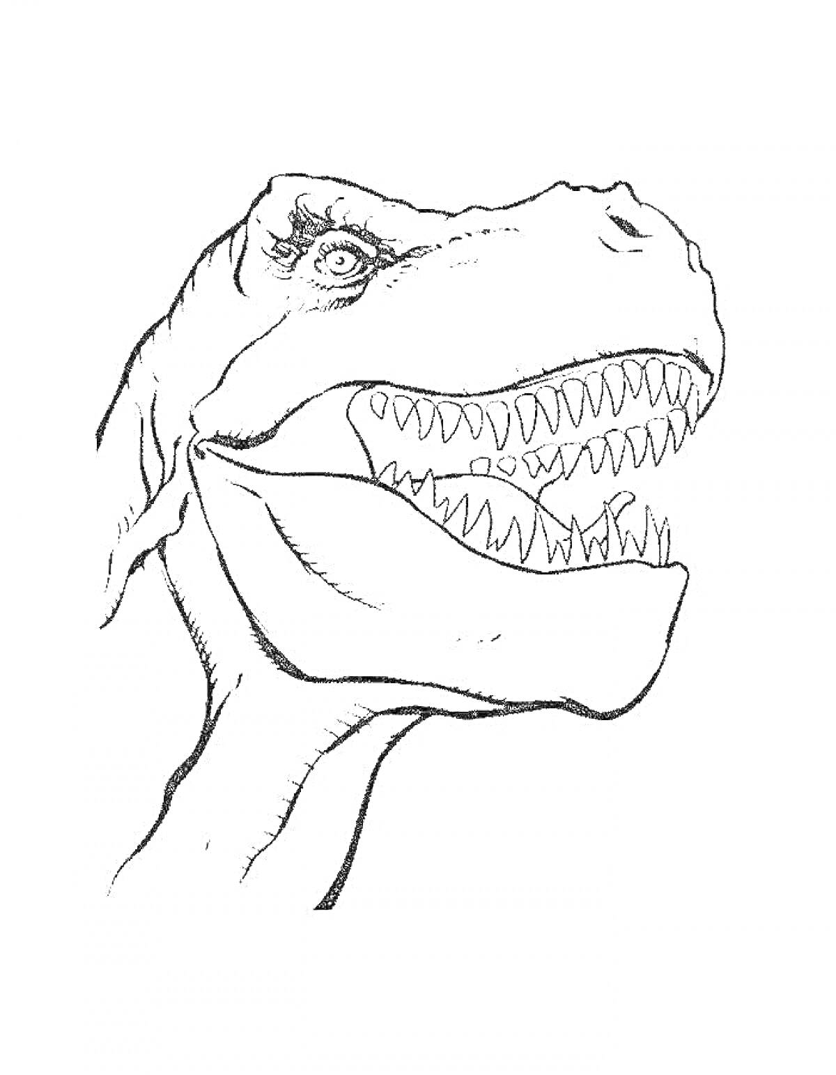 На раскраске изображено: Динозавр, Тирекс, Голова, Зубы, Пасть, Для детей, Тираннозавр Рекс