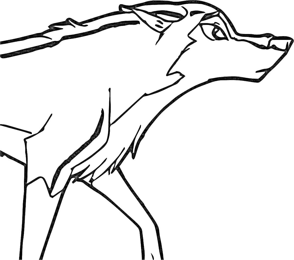 На раскраске изображено: Волк, Животные, Профиль, Контурные рисунки