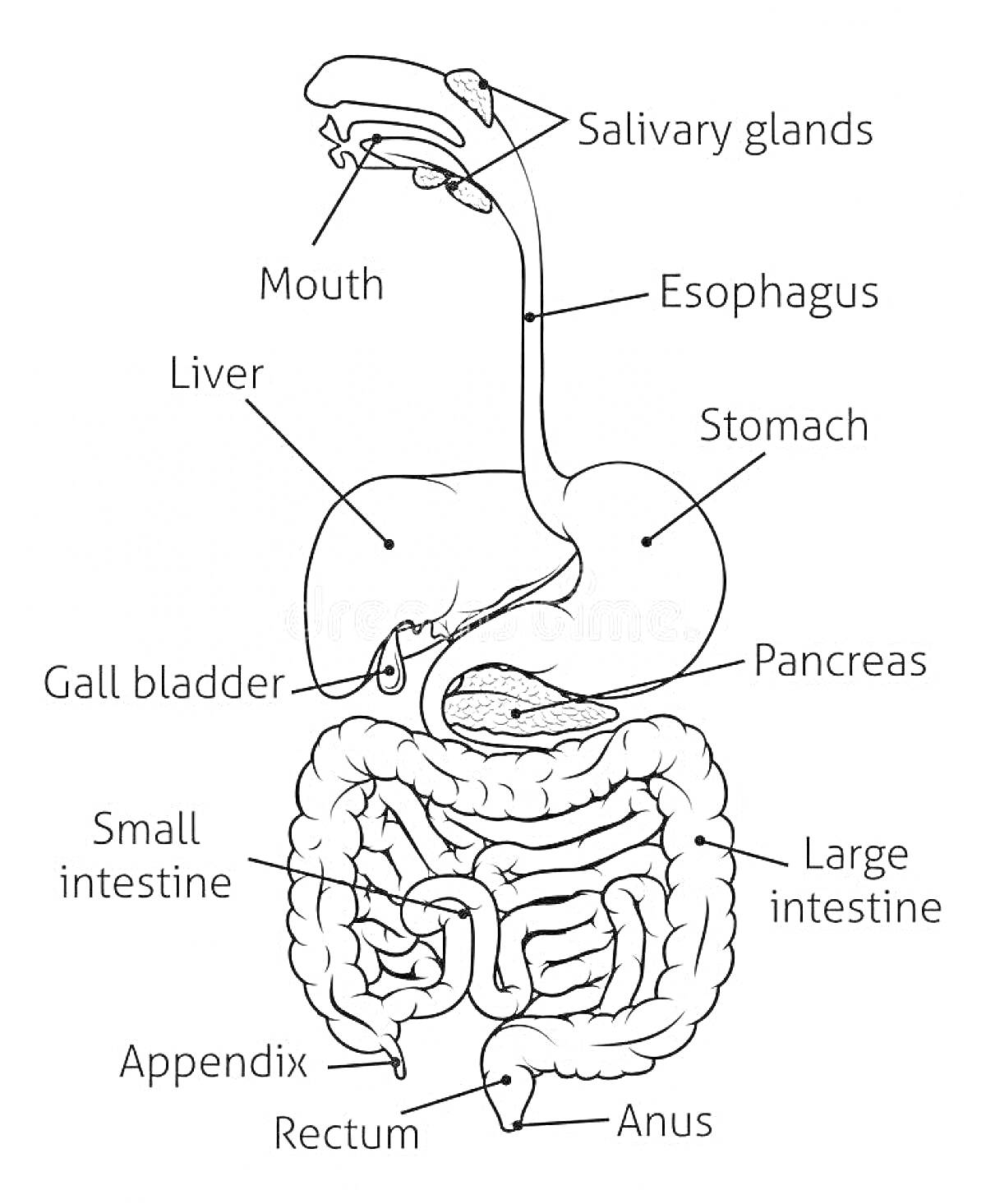 Пищеварительная система человека (слюнные железы, рот, пищевод, печень, желудок, поджелудочная железа, желчный пузырь, тонкий кишечник, толстый кишечник, аппендикс, прямая кишка, анус)