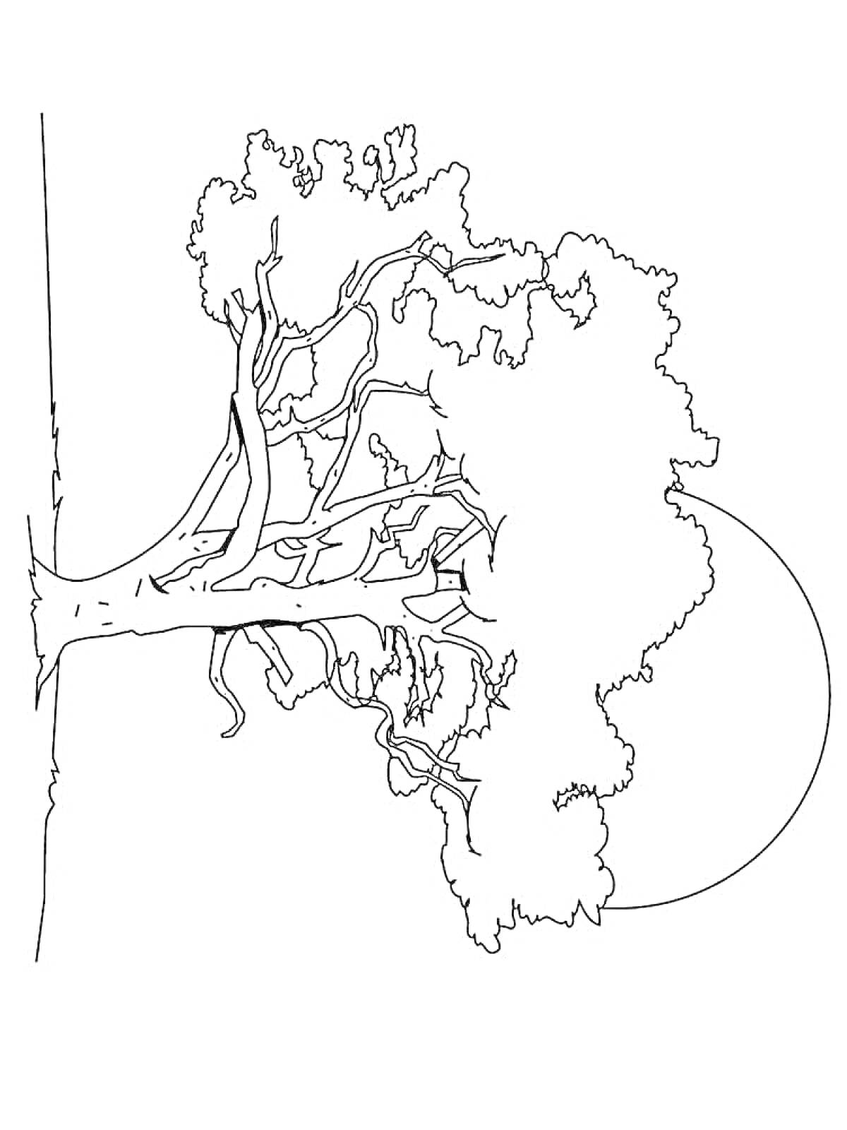 Раскраска Раскраска с изображением дуба, солнце на заднем плане