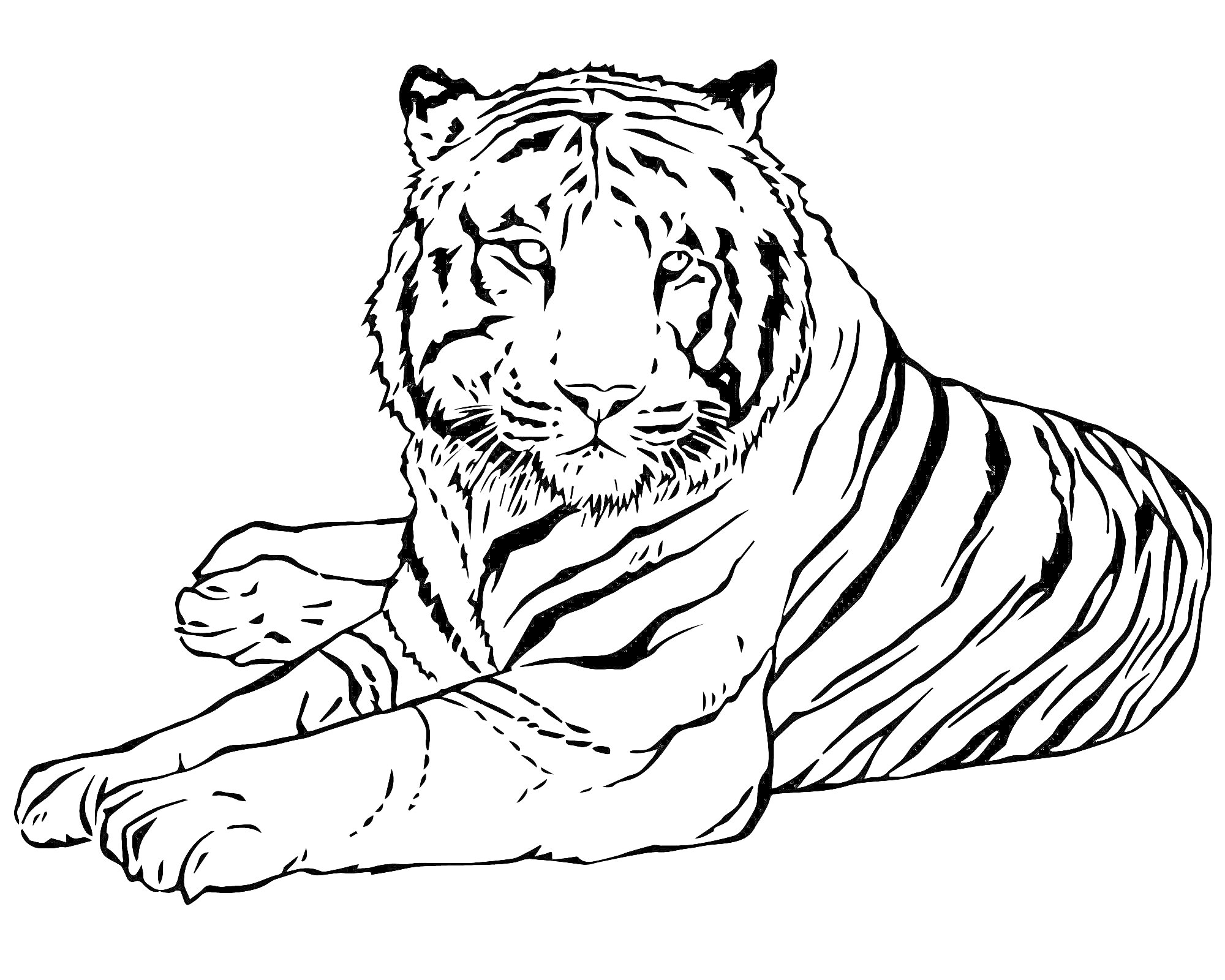 На раскраске изображено: Белый тигр, Тигр, Дикая природа, Полосы, Большой кот