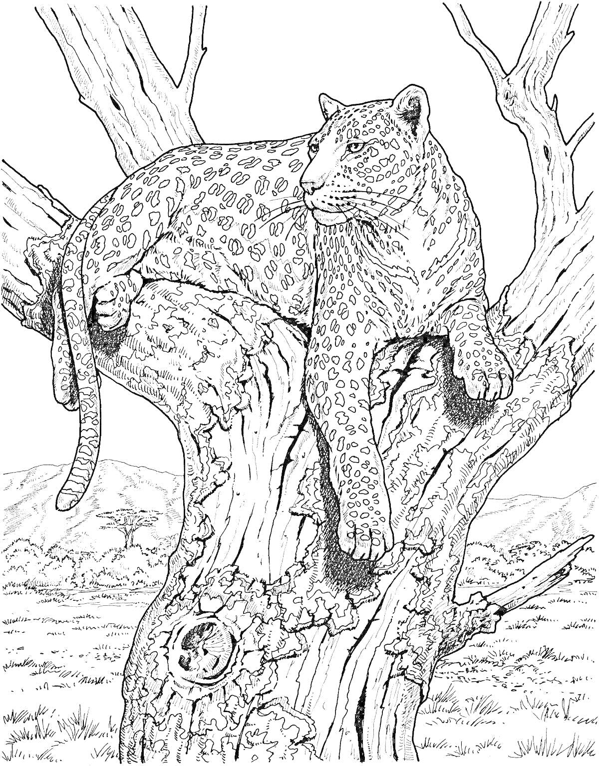 Раскраска Леопард на дереве на фоне саванны