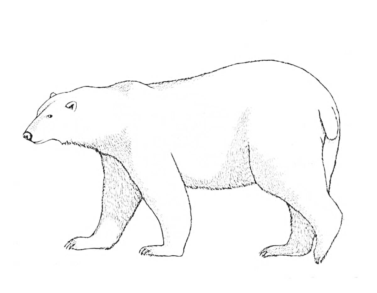 Раскраска Белый медведь, стоящий боком
