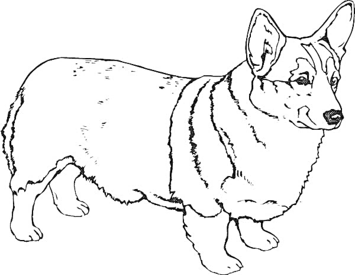 На раскраске изображено: Корги, Собака, Животные, Большие уши, Пушистый хвост, Мех
