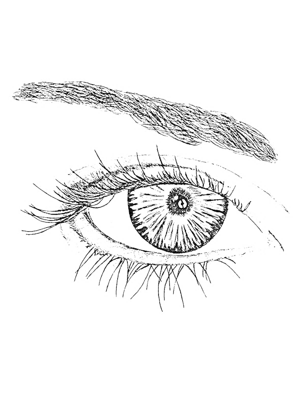 РаскраскаРисунок глаза с ресницами и бровью