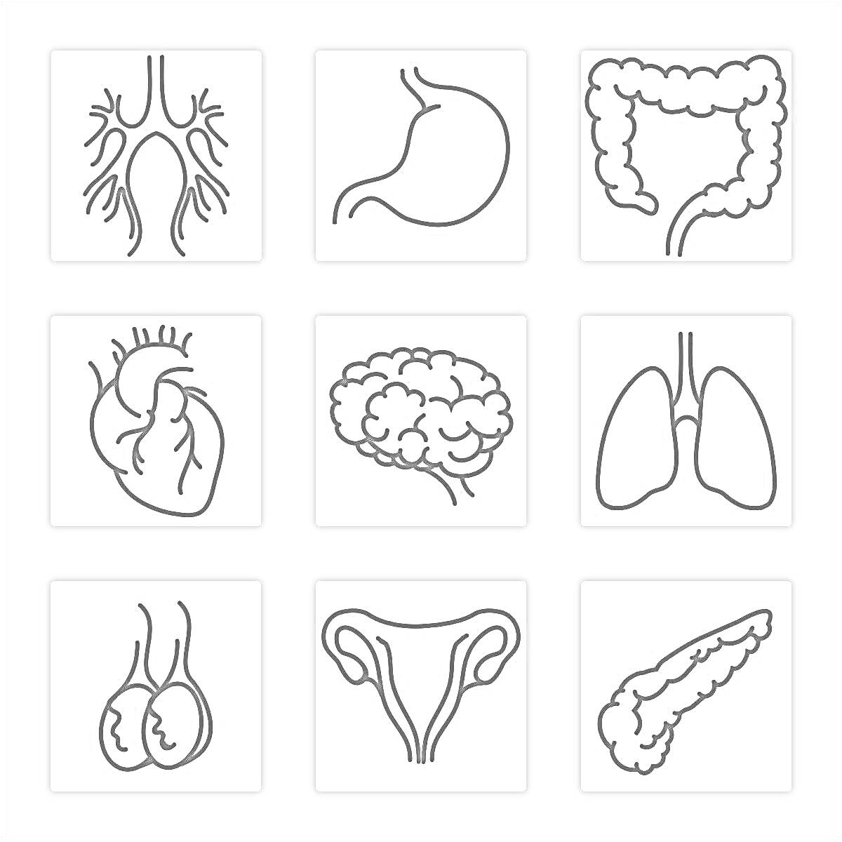 Раскраска Дыхательная система, желудок, толстый кишечник, сердце, мозг, легкие, почки, женская репродуктивная система, поджелудочная железа