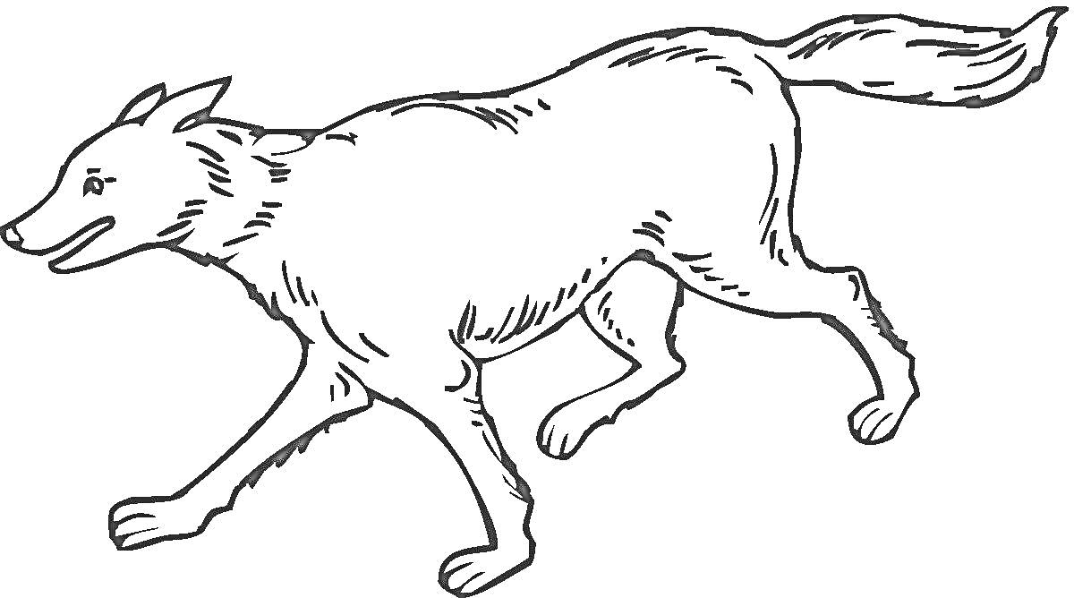 Раскраска Раскраска с изображением идущего волка