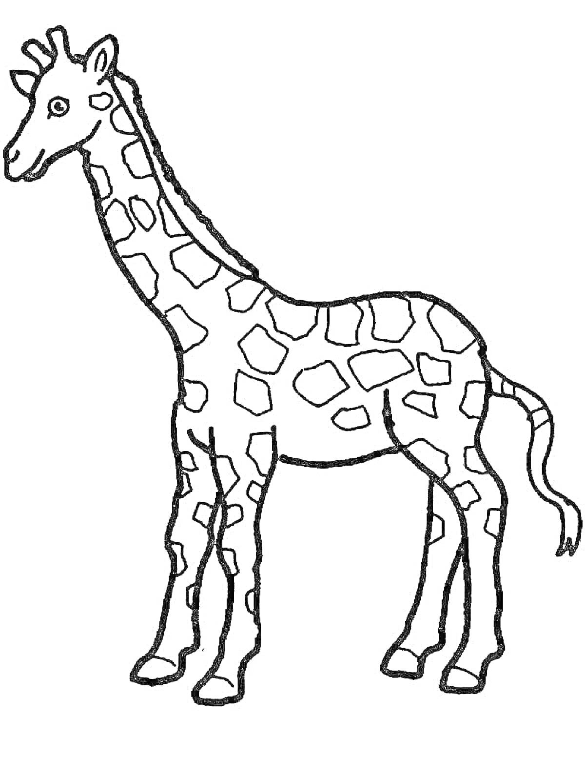 Раскраска Раскраска с изображением жирафа с пятнами на теле и длинной шеей для детей 3-4 лет