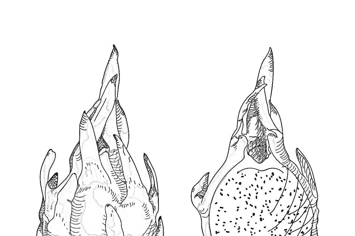 Раскраска Целый драконий фрукт и драконий фрукт в разрезе