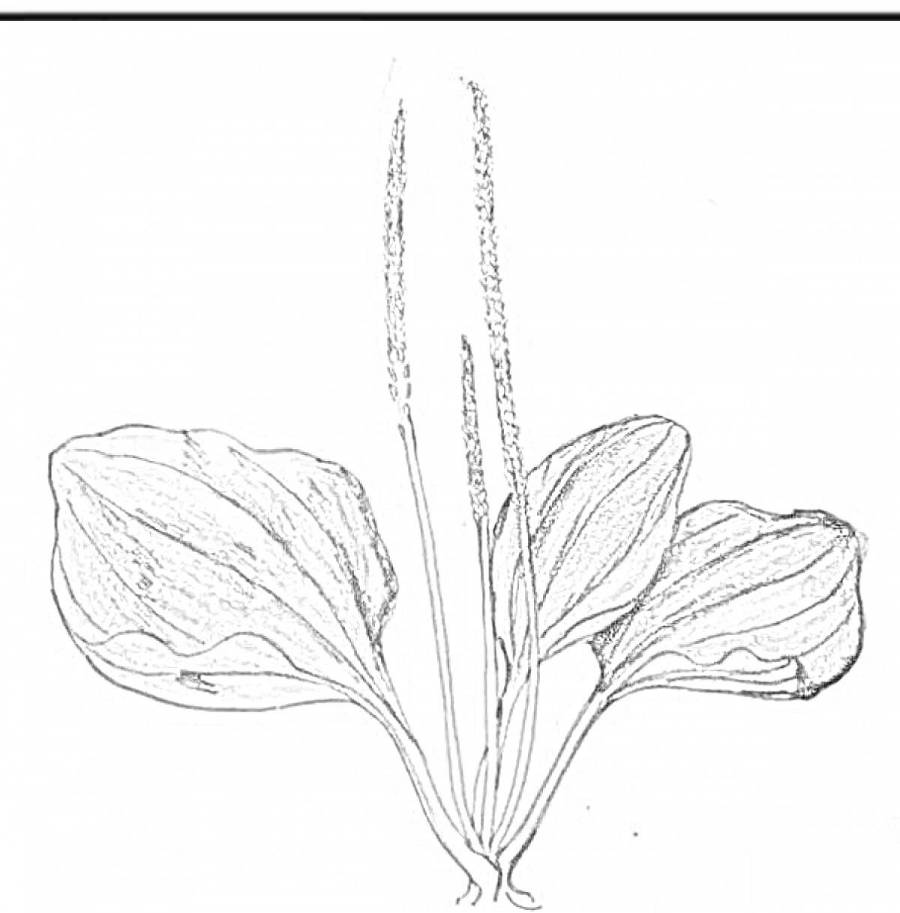 Подорожник рисунок